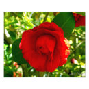 Suche nach camelia Blüte