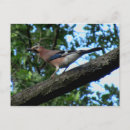 Suche nach singvogel postkarten Natur