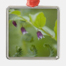 Suche nach farne ornamente Blume