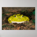 Recherche de vertébré posters Grenouille