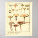 Recherche de champignon art Brun