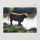 Suche nach highland cattle poster Hochland