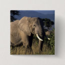 Suche nach afrikanischer elefant buttons Groß