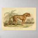 Recherche de copie de grand chat Sauvage
