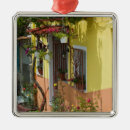 Suche nach topfstern ornamente Pflanze