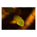 Suche nach brauner baum poster Wald