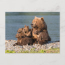 Recherche de ours bruns cartes postales Mignon