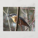 Suche nach schwarz weiß vogel poster Braun