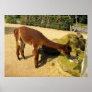 Suche nach alpaka poster Bauernhof