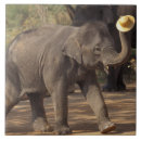 Suche nach thailand fliesen Elefant