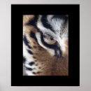 Recherche de yeux de tigre posters Nature