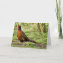 Recherche de faisans vœux cartes Sauvage