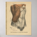 Suche nach abdomen poster Anatomie