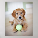 Suche nach golden retriever welpe poster Babytiere
