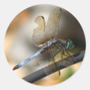 Suche nach dragonfly aufkleber Insekt