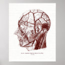Suche nach nerves poster Anatomie