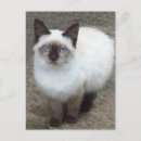 Recherche de chat sauvage cartes postales Animaux domestiques