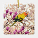 Recherche de conures Pour tous