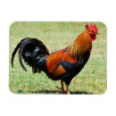 Recherche de coqs magnets Coloré