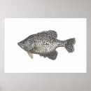 Suche nach crappie poster Fishing