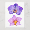 Suche nach lila der orchidee postkarten Pflanze