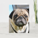Suche nach kitze karten Hund