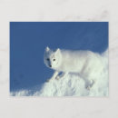 Recherche de chasse neige cartes postales Renard