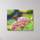 Suche nach kolibris leinwandbilder Blume