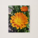Suche nach sonne blume puzzle Gelb
