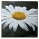 Recherche de pollen maison deco Floral