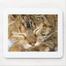 Suche nach schlafenmiezekatze Kätzchen