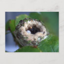 Recherche de nid de colibri cartes postales Nature
