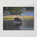 Recherche de orignal cartes postales Lac