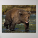 Suche nach braunbär poster Fauna