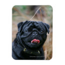 Recherche de carlin noir magnets Dog