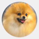 Recherche de pomeranian autocollants Chiot