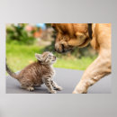 Suche nach beste katze poster Niedlich
