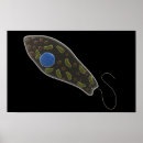 Suche nach mikrobe poster Zoologie