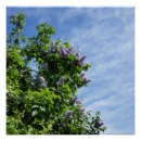 Suche nach lila blüten poster Blühen