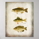 Suche nach panfish Fisch