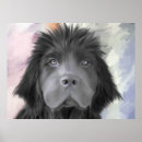 Recherche de chien de terre neuve posters Chiens
