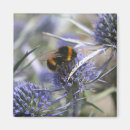 Suche nach distel magnete Blume