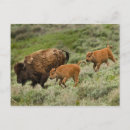 Suche nach drei tiere postkarten Usa