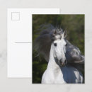 Suche nach andalusisches pferd postkarten Rasse