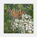 Suche nach weißer schmetterling magnete Natur