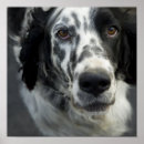 Recherche de set posters Chien