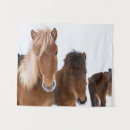 Recherche de poulain de cheval art Superstock