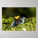Suche nach wirbeltiere poster Amphibie