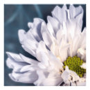 Recherche de belles fleurs posters Pour eux