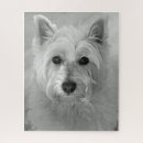 Recherche de westie puzzles Blanc